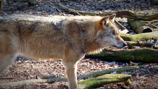 Carnivores animal world endangered