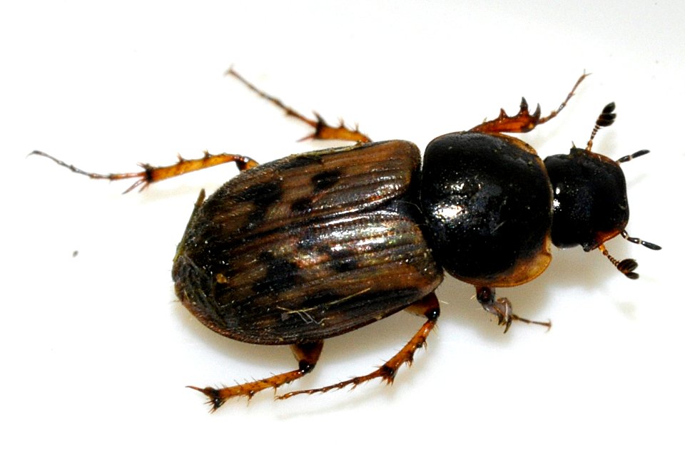 Aphodius-contaminatus-05-fws