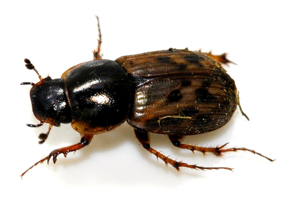 Aphodius-contaminatus-08-fws