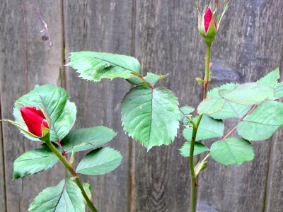 Poco red backyard