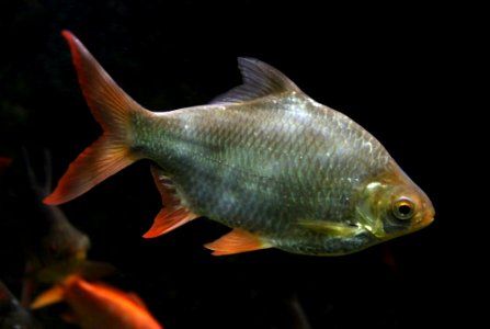 Aquarium tropical de Pierrefitte-Nestalas 03082018 Barbus à queue rouge Barbonymus altus 1