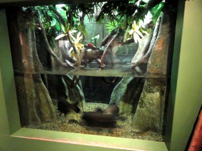 Aquarium - Springfield Science Museum - Springfield, MA - DSC03482