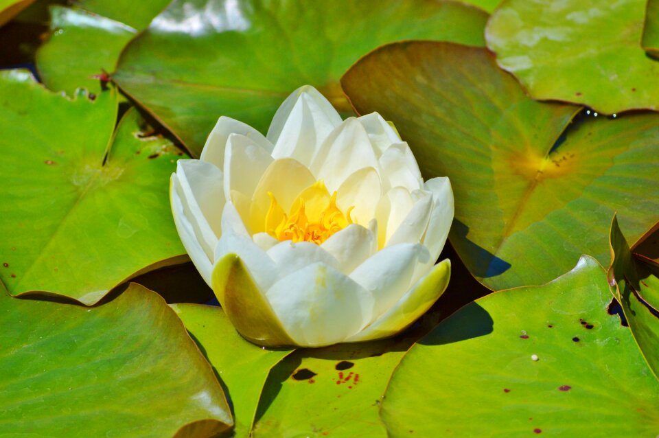Water rose nuphar lutea pond plant