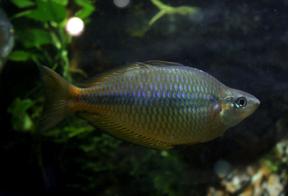 Aquarium de Dunkerque Poisson arc-en-ciel 08102017 3