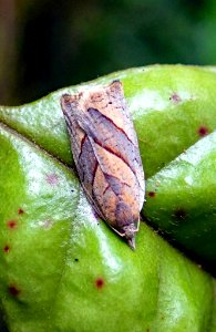 Apoctena orthocopa1
