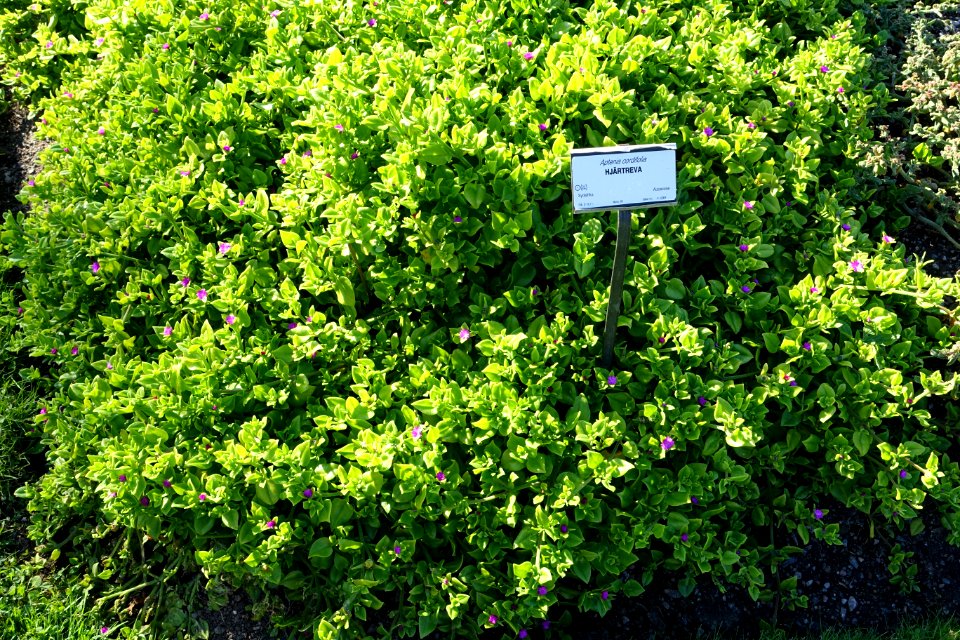 Aptenia cordifolia - Bergianska trädgården - Stockholm, Sweden - DSC00562