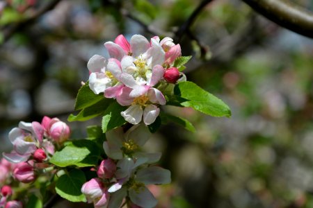 Apfelblüten im Mai