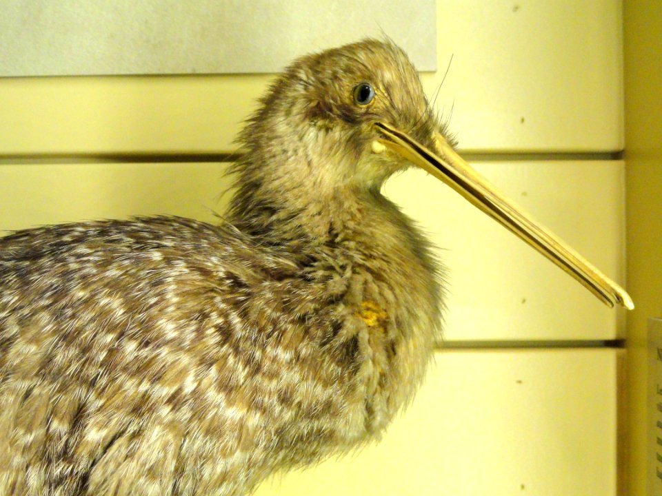 Apteryx australis - Finnish Museum of Natural History - DSC04650