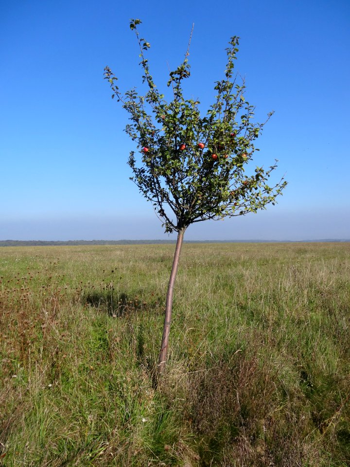 Apfelbaum am Nationalpark Hainich