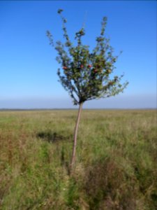 Apfelbaum am Nationalpark Hainich