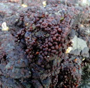 Apophlaea sinclairii by Peter de Lange2