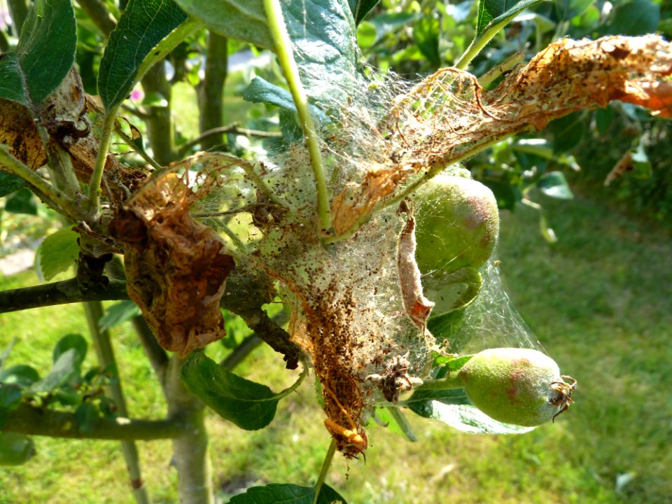 Apfel-Gespinstmotte (Yponomeuta malinellus) - Gespinst (5)
