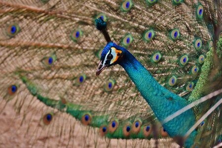 Animal feather blue photo