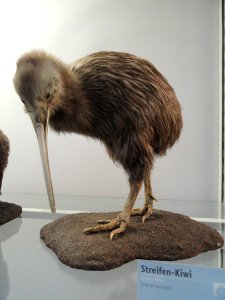 Apteryx australis - Naturmuseum Senckenberg - DSC02042