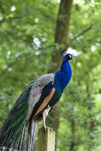 Nature feathers animals