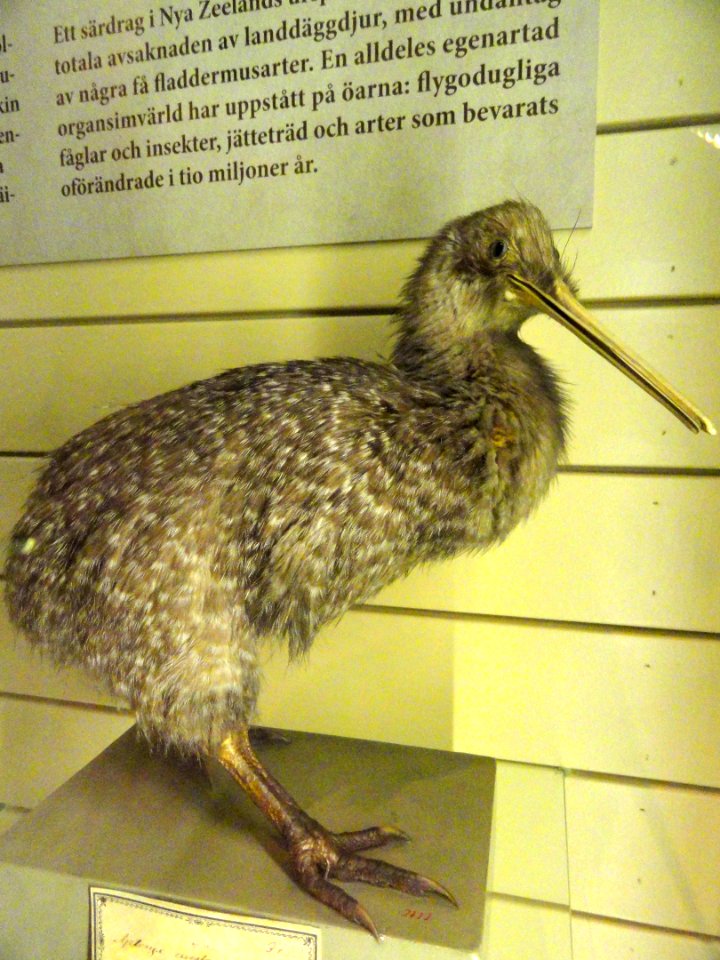 Apteryx australis - Finnish Museum of Natural History - DSC04651