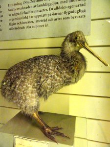 Apteryx australis - Finnish Museum of Natural History - DSC04651