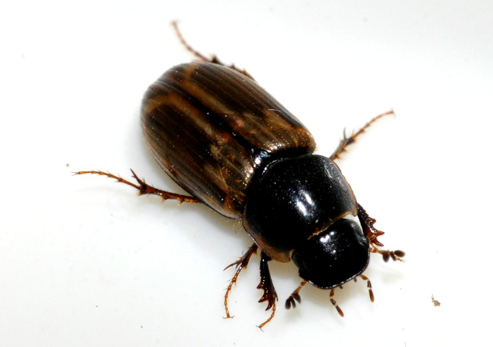 Aphodius-prodromus-03-fws
