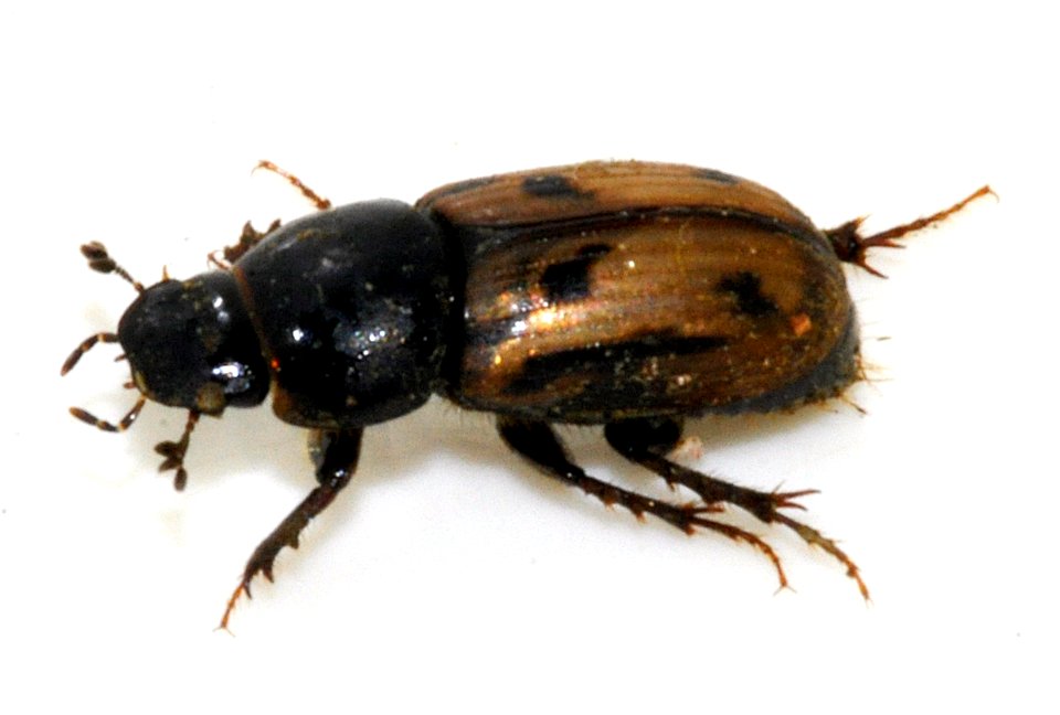 Aphodius-distinctus-08-fws