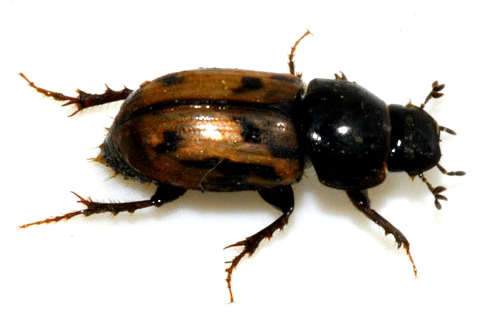 Aphodius-distinctus-03-fws