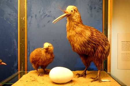Apteryx australis - Swedish Museum of Natural History - Stockholm, Sweden - DSC00615