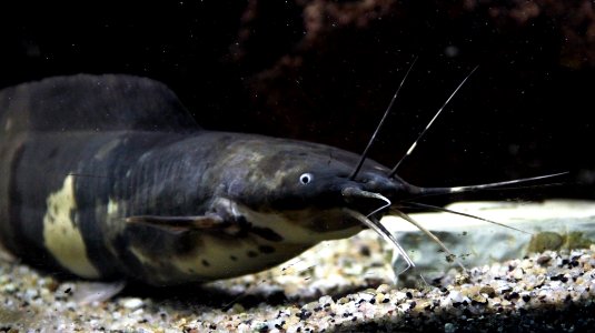 Aquarium tropical de Pierrefitte-Nestalas 03082018 Clarias batrachus 3