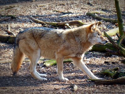 Carnivores animal world endangered