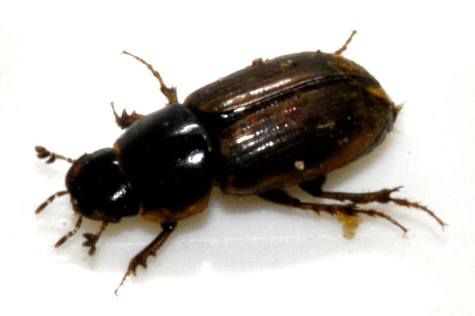 Aphodius-consputus-01-fws