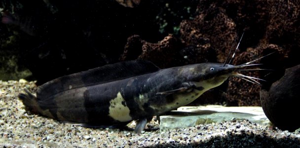 Aquarium tropical de Pierrefitte-Nestalas 03082018 Clarias batrachus 2