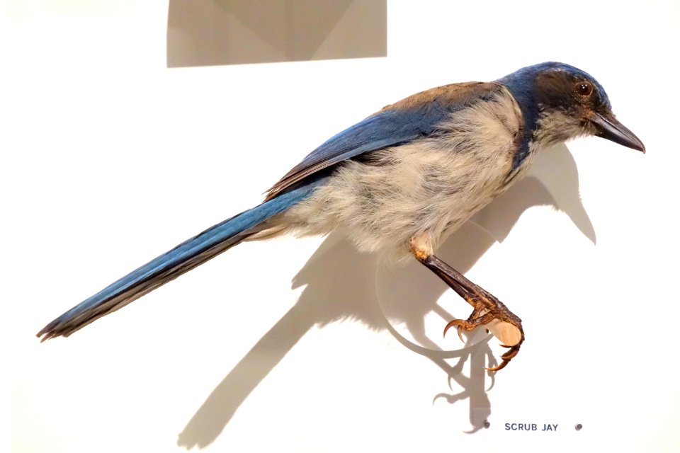 Aphelocoma californica (Western scrub jay) - Oakland Museum of California - DSC05334