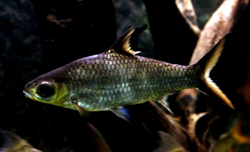 Aquarium tropical de Pierrefitte-Nestalas 03082018 Barbus-requin Balantiocheilos melanopterus 1