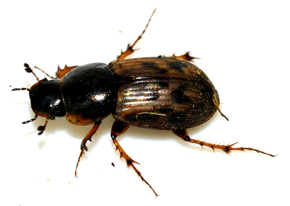Aphodius-contaminatus-07-fws