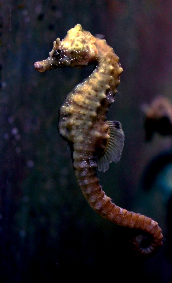 Aquarium de Dunkerque Hippocampus 08102017 1