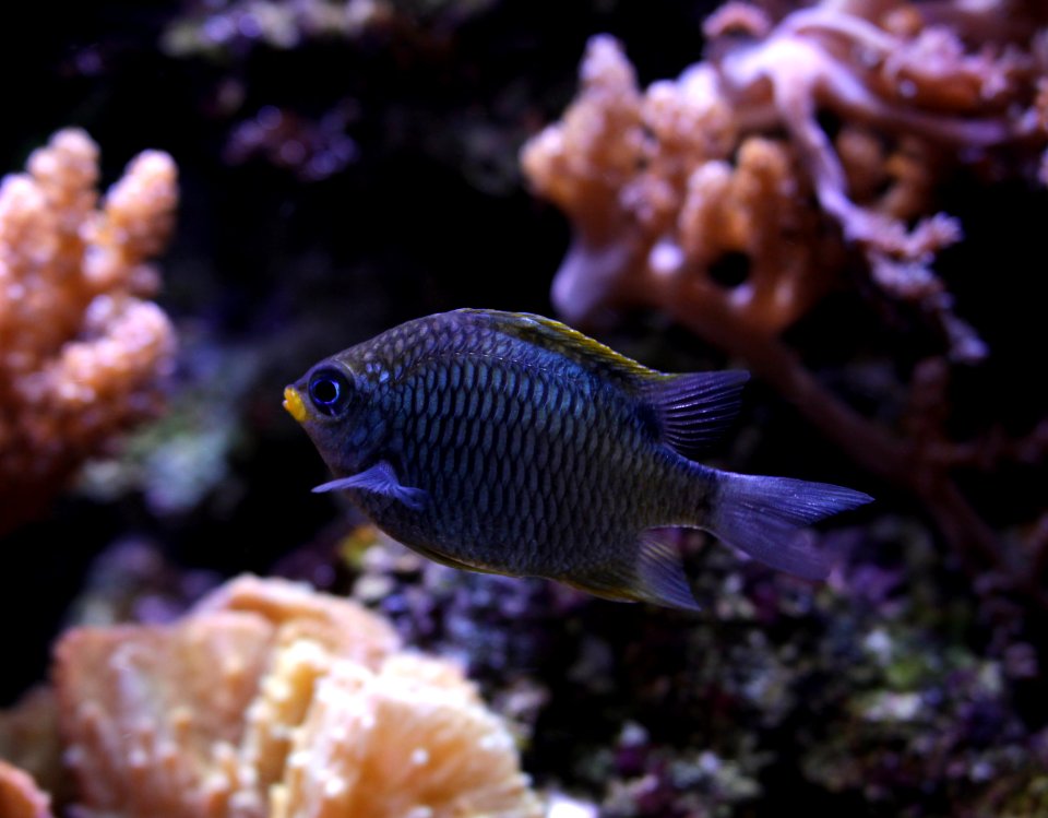 Aquarium de Dunkerque Chromis 08102017 3