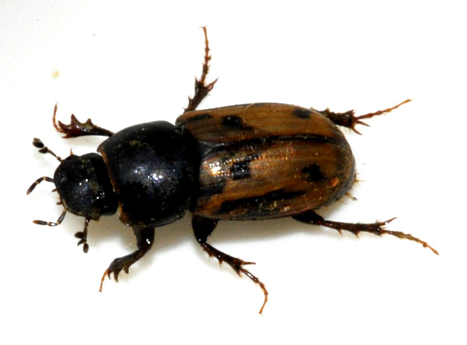 Aphodius-distinctus-01-fws