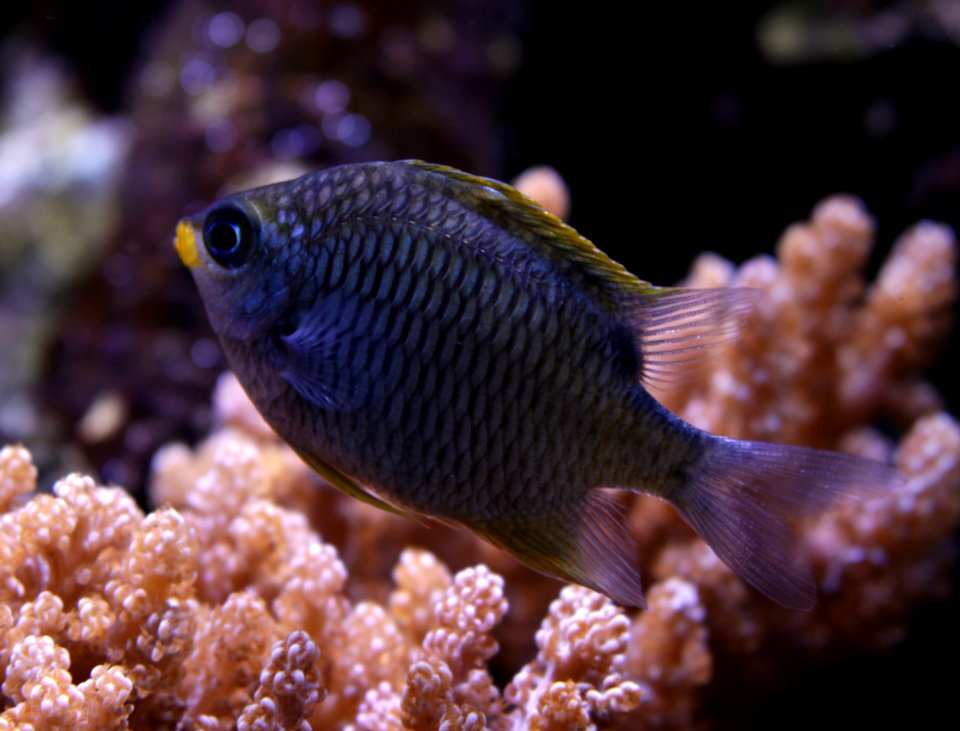 Aquarium de Dunkerque Chromis 08102017 2