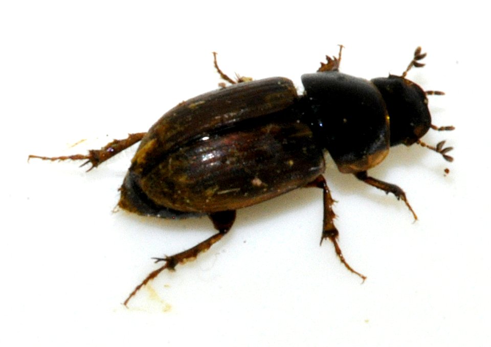 Aphodius-consputus-08-fws