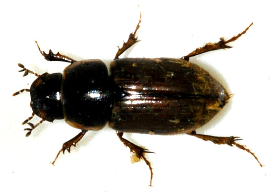 Aphodius-consputus-04-fws
