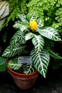 Aphelandra squarrosa - Conservatory of Flowers - San Francisco, CA - DSC03130