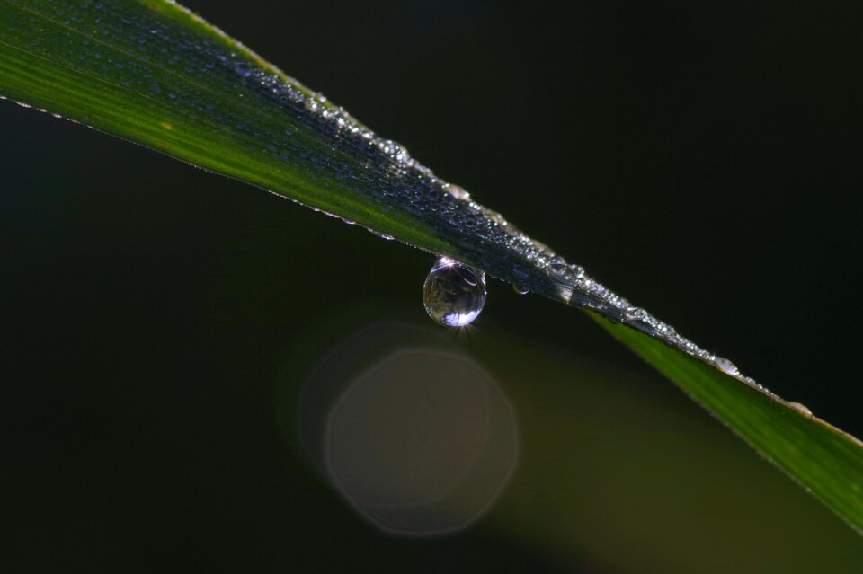 Blade macro green