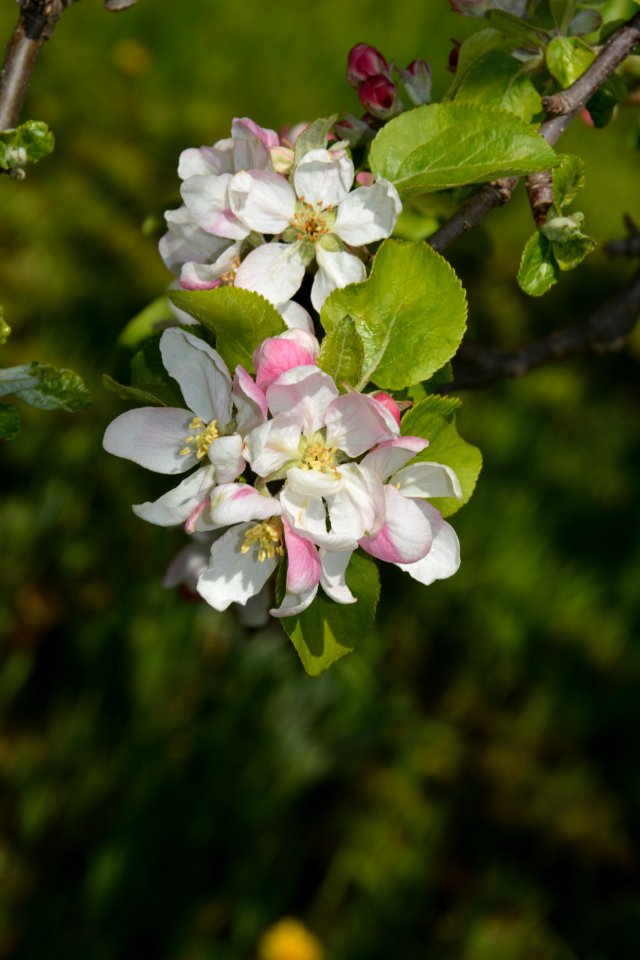 Apfelblüten im Mai (2)