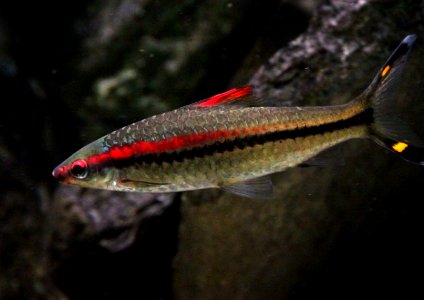 Aquarium tropical de Pierrefitte-Nestalas 03082018 Barbus crayon 1