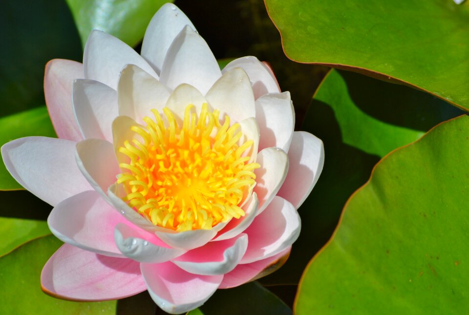 Water rose nuphar lutea pond plant