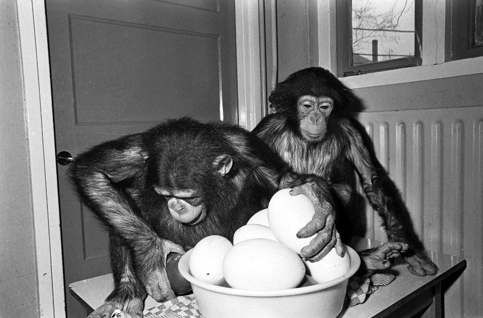 Apen met eieren in Artis, Bestanddeelnr 919-0088