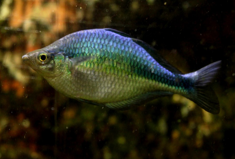 Aquarium de Dunkerque Poisson arc-en-ciel 08102017 2