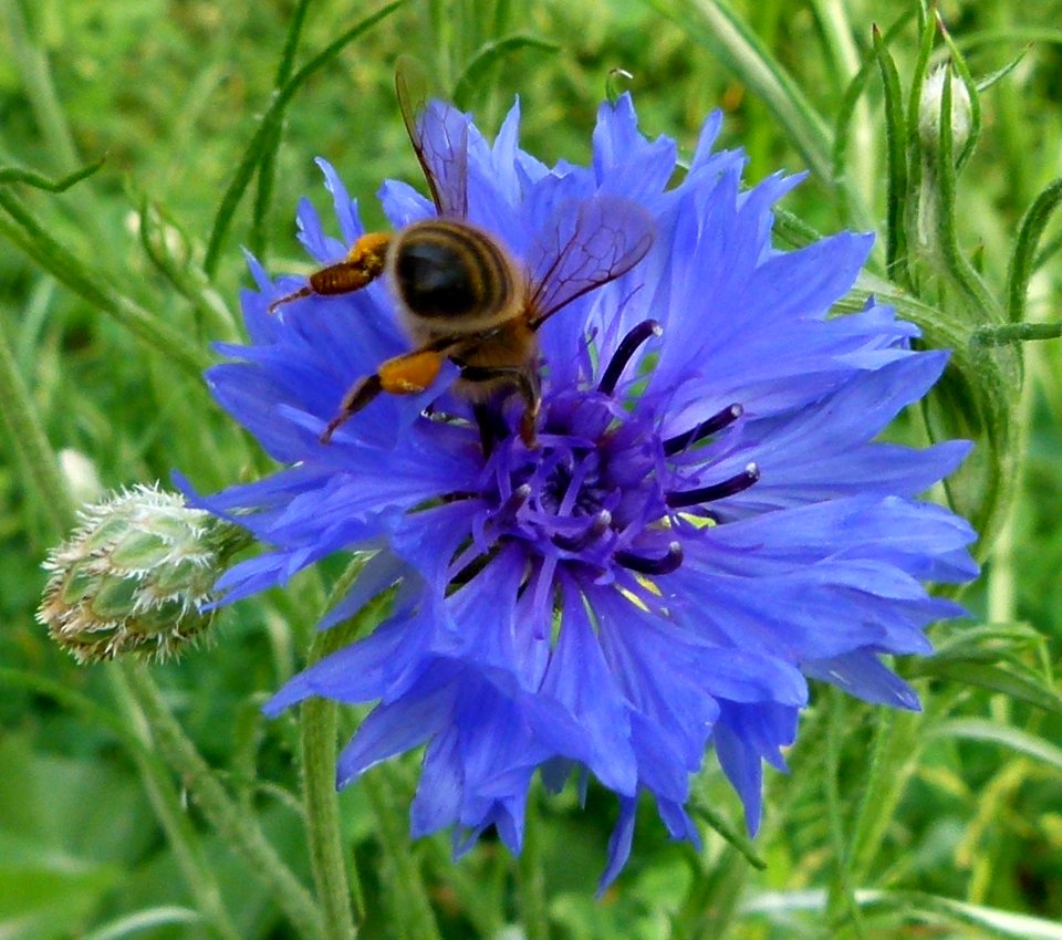 Apis mellifera on centaurea cyanus 3