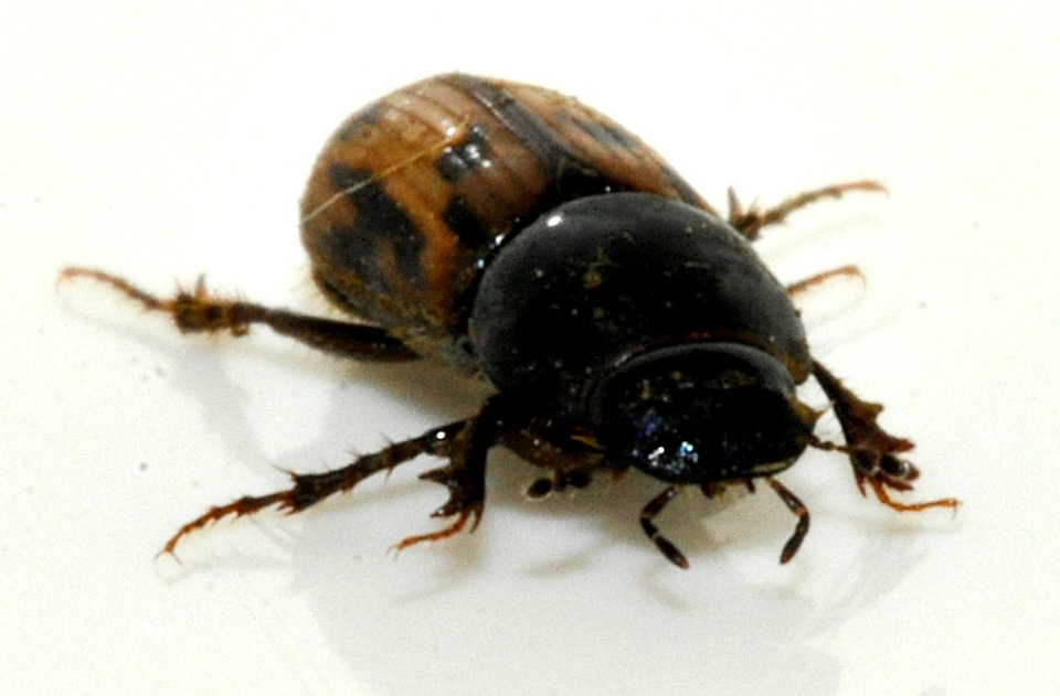 Aphodius-distinctus-11-fws