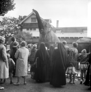 Artis-nieuws. Mannen bij olifant, Bestanddeelnr 912-7508