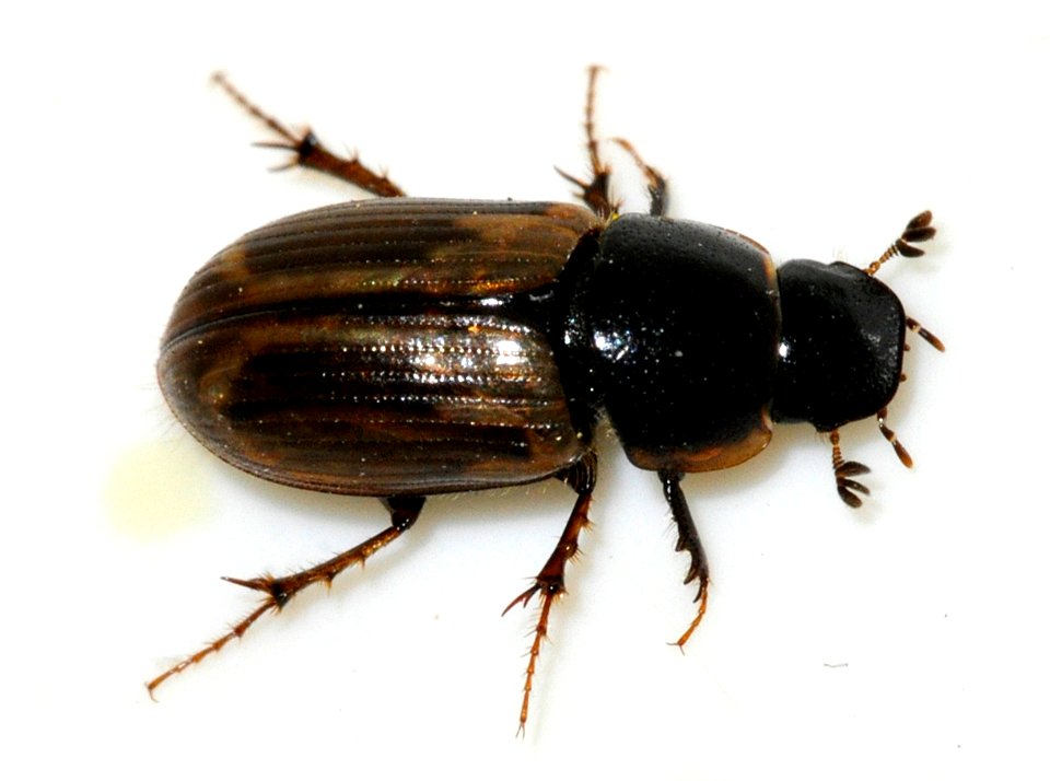 Aphodius-prodromus-01-fws