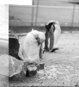 Artis-nieuws Ruiende pinguin, Bestanddeelnr 912-9180